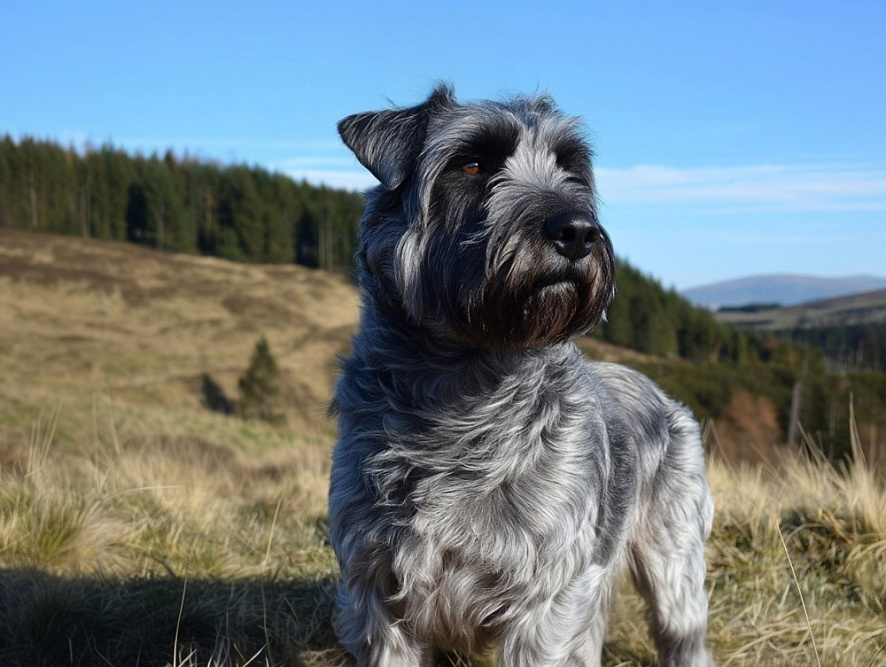 Глен оф Имаал терьер на фоне леса