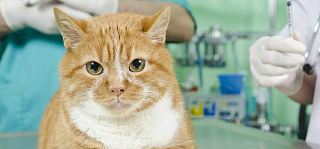 Рак у кошек: симптомы и лечение