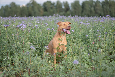Сколько весит питбуль?