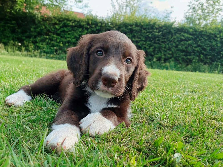Изображениe — Щенок лангхаара лежит на траве Щенок лангхаара лежит на траве