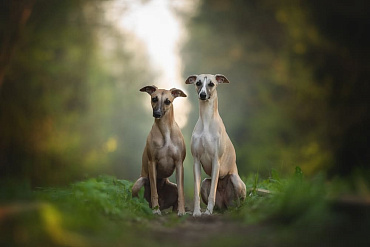 Сколько живут уиппеты – средняя продолжительность жизни и какие факторы ее увеличивают