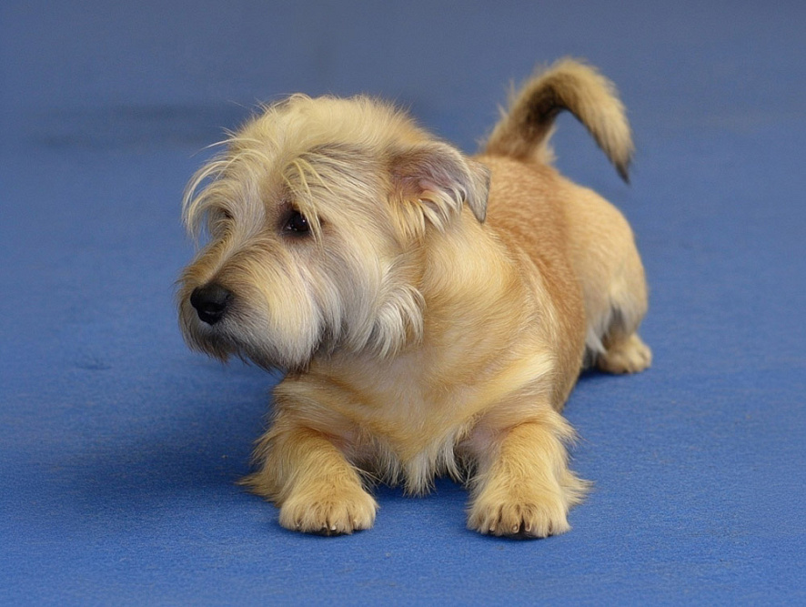 Глен оф Имаал терьер на синем фоне