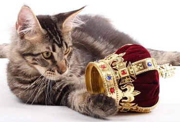 Королевские породы кошек: питомцы правящих людей