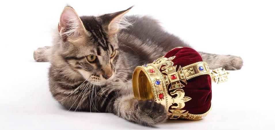 Королевские породы кошек: питомцы правящих людей