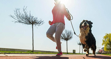ТОП-15 собак, легче всего поддающихся дрессировке