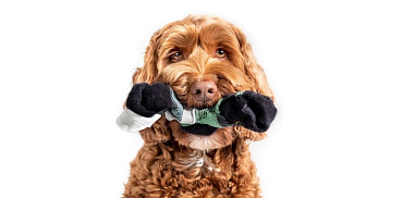 Что делать, если собака проглотила несъедобную вещь