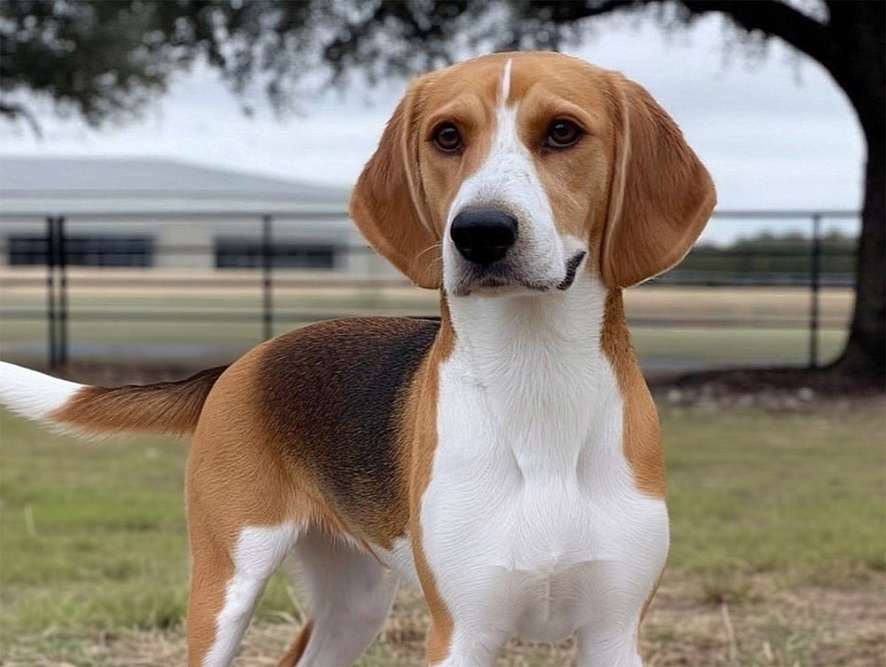 Морда харьера