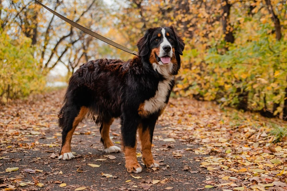 Швейцарская пастушья собака