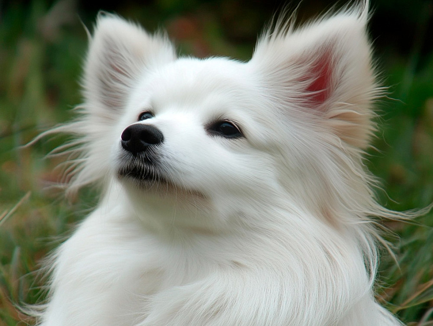 Портрет вольпино итальяно белого окраса