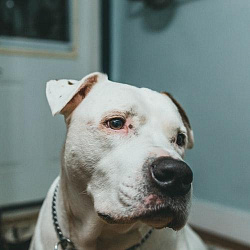 Астма у собаки: симптомы, лечение, прогнозы на будущее