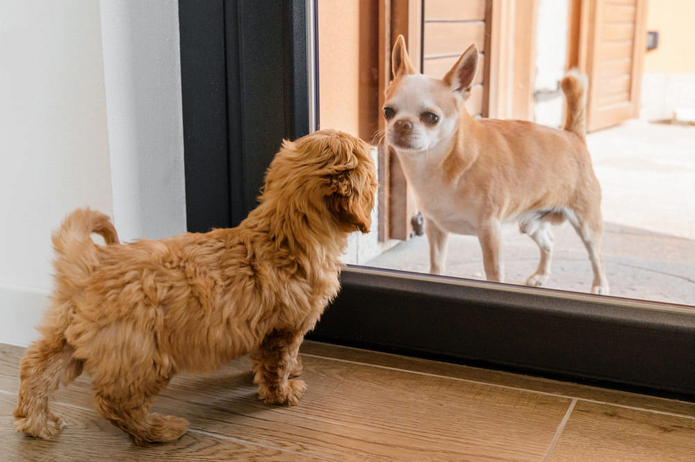 Собака чихуахуа у двери