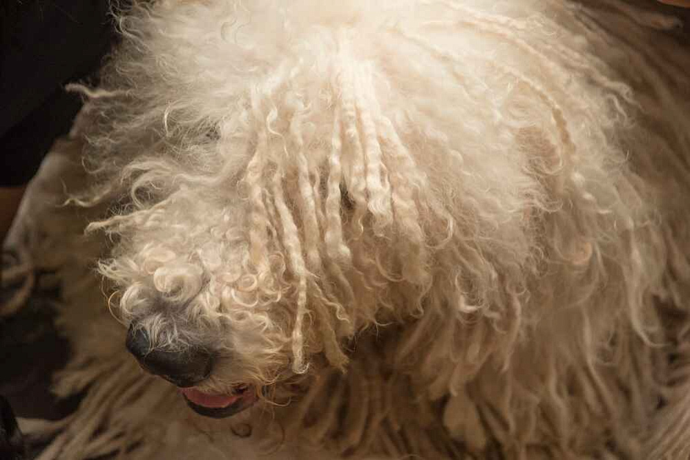 Комондор стоит