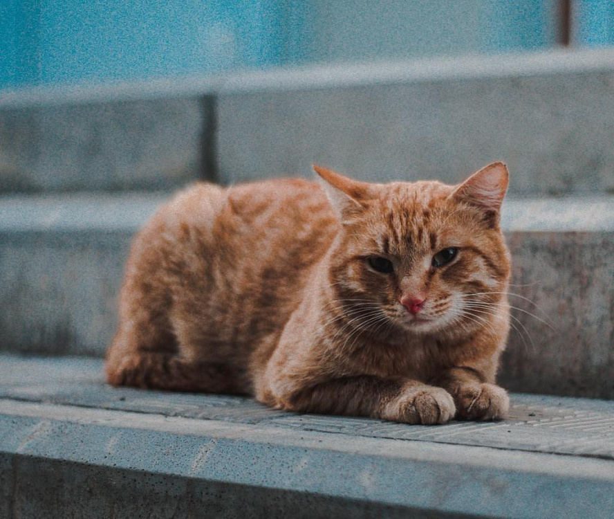 Хламидиоз у кошки: как распознать и вылечить