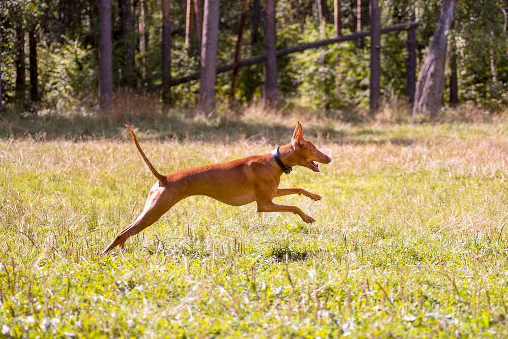 Изображениe — Чирнеко дель Этна летом Чирнеко дель Этна летом