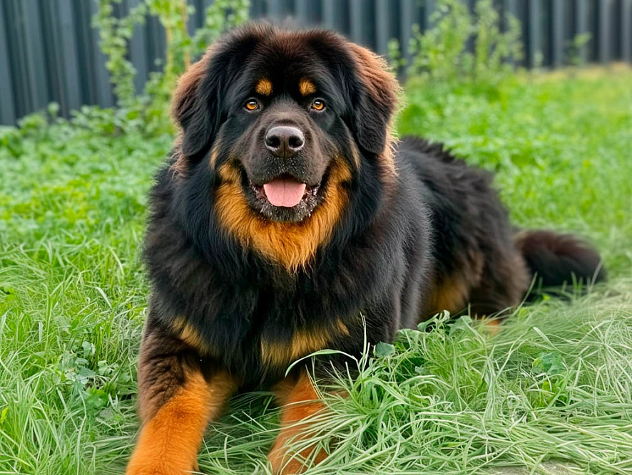 Это бурят-монгольский волкодав на траве