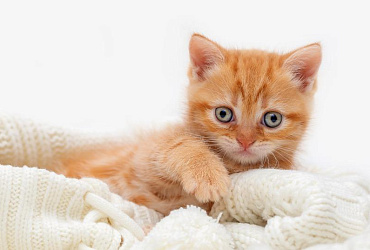 Когда у котят меняется цвет глаз