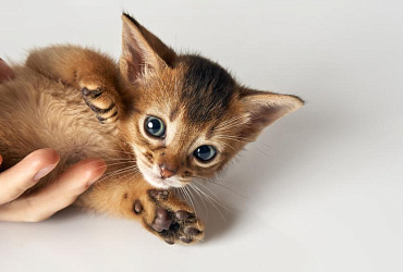 Правильное воспитание котенка: самые важные навыки и правила