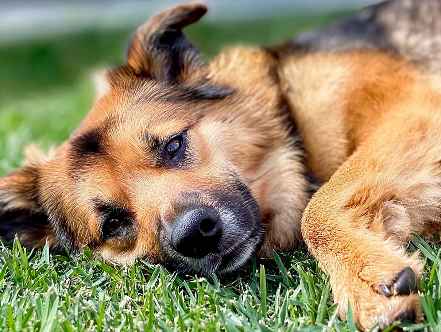 Австрийский пинчер лежит на траве