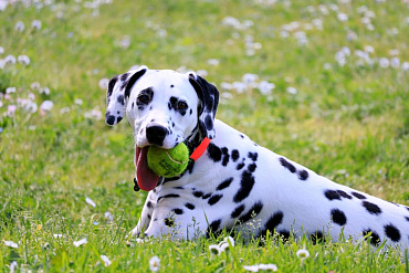 Сколько живут далматинцы – средняя продолжительность жизни и способы ее продления
