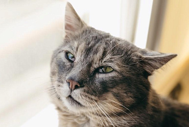 Блефарит у кошек: лечение и фото симптомов