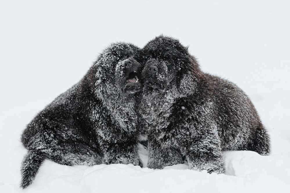 Два щенка ньюфаундленда в снегу