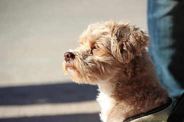 ТОП-20 кудрявых пород собак с фото и названиями