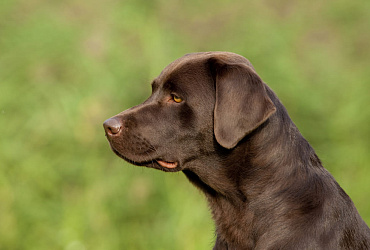 Сколько длится беременность у лабрадора, этапы и уход за питомцем в этот период