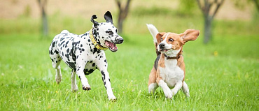 Стоит ли заводить собаку