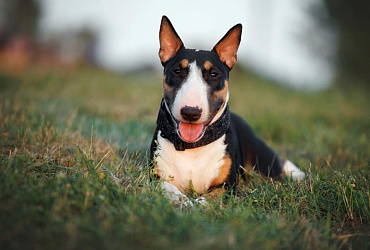 Бультерьеры злые – почему сложился такой стереотип?