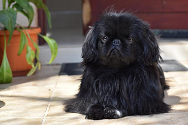 Черный пекинес