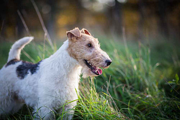 Сколько живут фокстерьеры – средняя продолжительность жизни и влияющие на нее факторы
