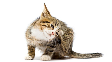 Блошиный дерматит у кошек: основные симптомы и лечение