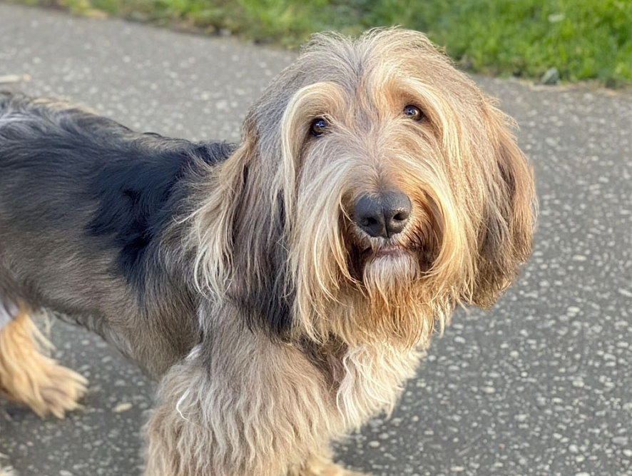 Морда оттерхаунда