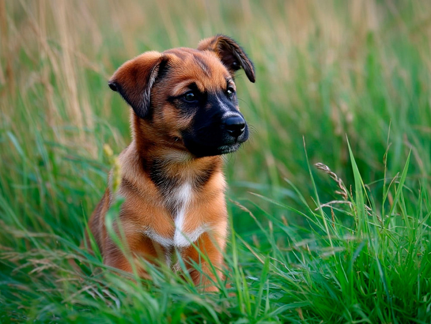 Австрийский пинчер в возрасте 2,5 месяцев