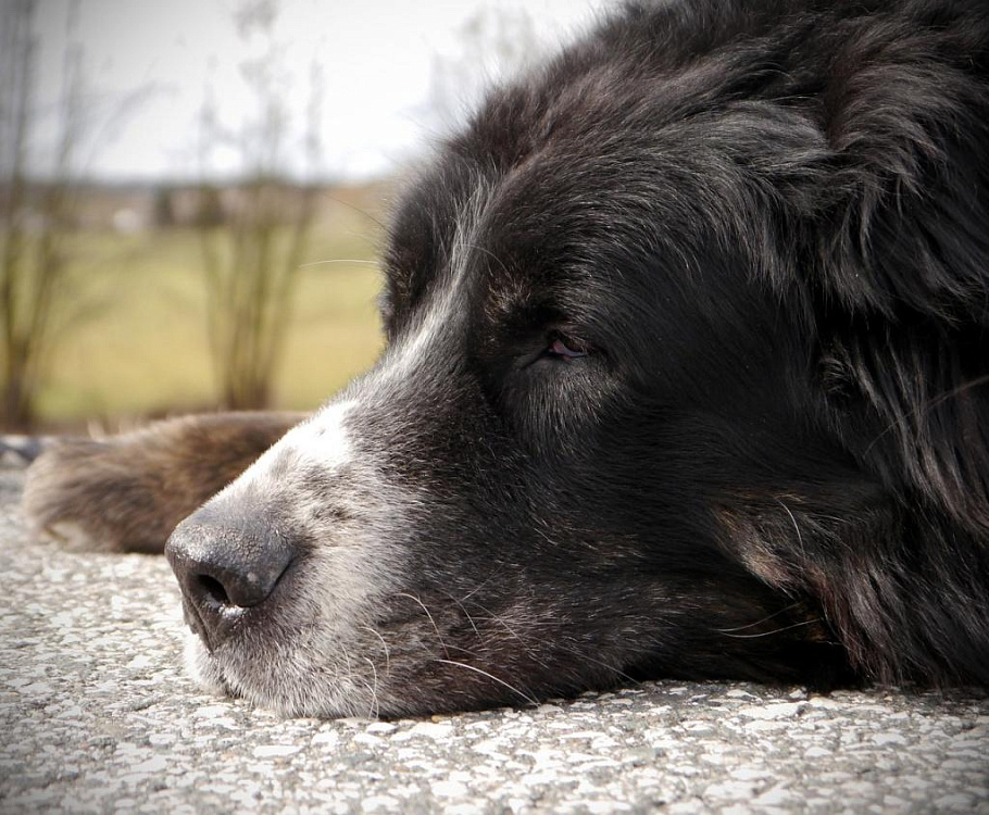Кокцидиоз у собак и щенков: симптомы, лечение, пути заражения
