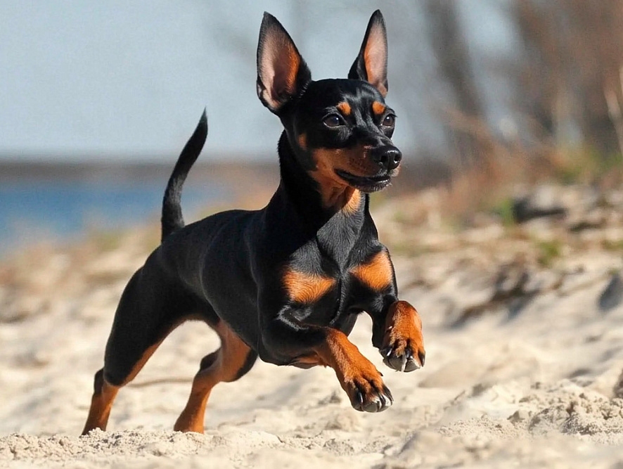 Английский той-терьер – подвижная собака