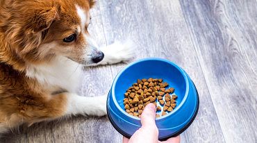 Как отучить собаку рычать во время еды