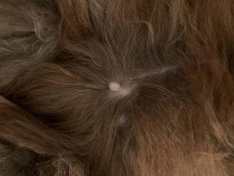 Есть ли у котов и кошек пупок?