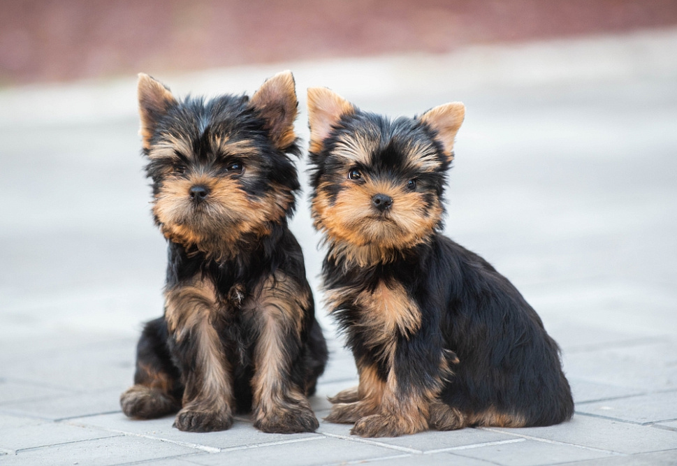 Два черных щенка йорка