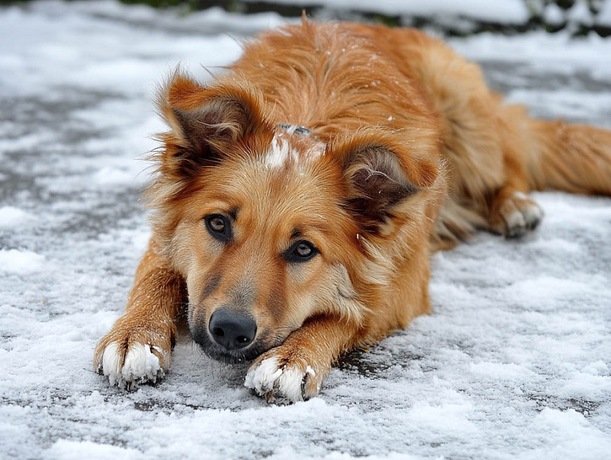 Испанская овчарка лежит на снегу