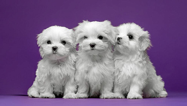 Сравнение двух болонок: мальтезе и бишон фризе