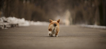 Как понять, что собака хочет в туалет