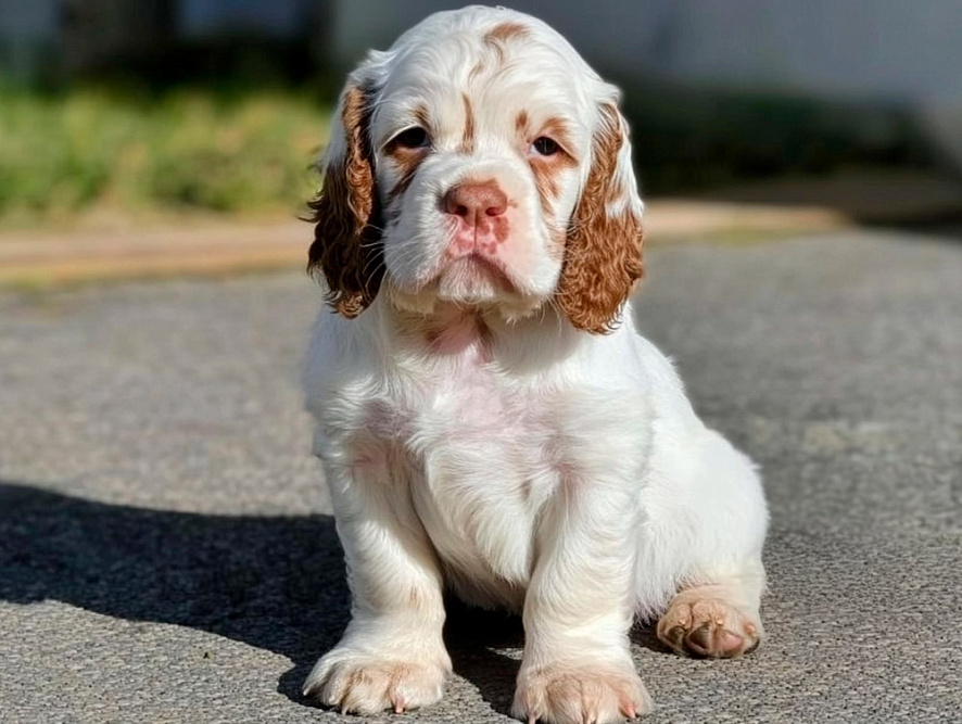 Кламбер-спаниель в возрасте двух месяцев