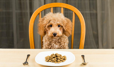 Почему щенок стал плохо есть: 12 причин
