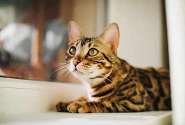 Сколько длится беременность у бенгальской кошки, этапы и помощь питомцу в этот период