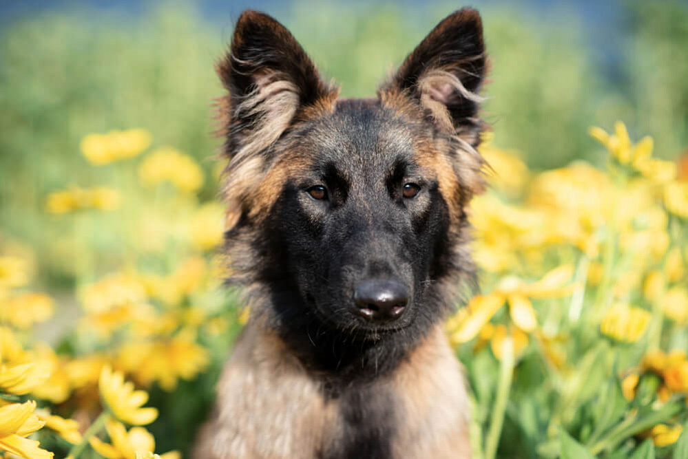 Тервюрен среди желтых цветов