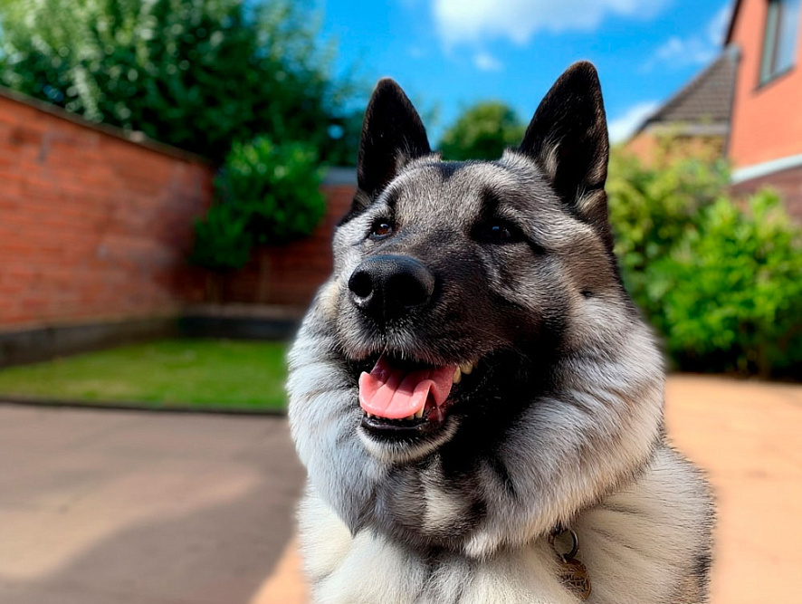 Собака элкхаунд