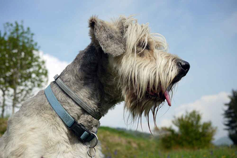 Бергамаско со стрижкой