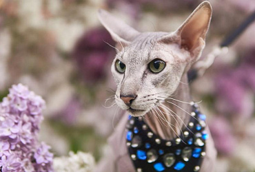 Как ухаживать за сфинксами: особенности содержания лысых кошек