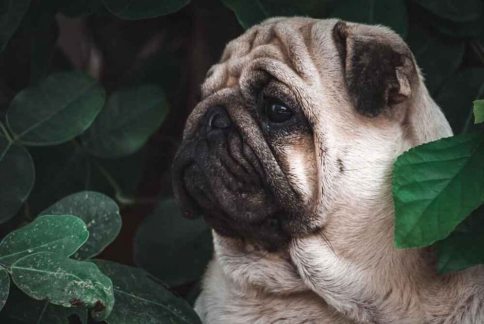 Мопс в кустах